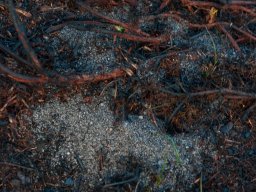 IMGP4938_Liv i jorden